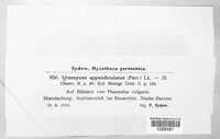 Uromyces appendiculatus image